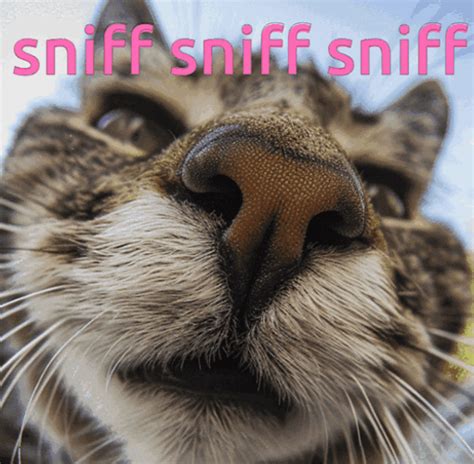 sniffing gif|funny sniffing gif.